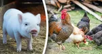 Amendă uriașă pentru românii care cresc porci și găini. Câte animale ai voie să ții în curte, de fapt