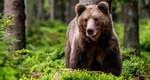 Localnici înarmați cu lopeți au încercat să alunge un urs care se apropia de case. Ce au transmis autoritățile