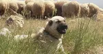 Dosar penal pentru ucidere din culpă în tragedia din Buzău, după ce un băiețel de 4 ani a fost sfâșiat de câine