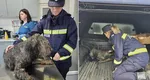 Un câine, salvat de autorități în timpul căutărilor pentru Alex, băiețelul din Sibiu: „Nu mai avea puterea să se salveze singur”