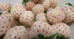 Fructul cu care un fermier român a dat lovitura anul acesta. Se vinde cu 30 de dolari bucata în ţara de origine