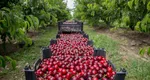 Fermierii români dau lovitura cu producția de cireșe. Recolte de zece ori mai mari în acest sezon