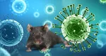 OMS cere țărilor să se pregătească pentru noi cazuri de hantavirus. Noi îmbolnăviri posibile din cauza perioadei lungi de incubație