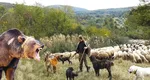 Un cioban a omorât cu toporul un urs care-i ataca oile. Acum are dosar penal de braconaj / Ro-Alert din cauza urşilor la Vidraru