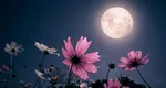 Două Luni Pline, duble şanse financiare în luna mai 2026. Vezi ce spune horoscopul banilor pentru zodia ta! 