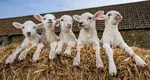 O oaie a fătat cinci miei sănătoși, un fenomen extrem de rar. S-a întâmplat pentru a doua oară la aceeași fermă