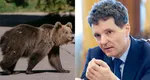 Nicușor Dan a atacat la CCR legea care majorează cota de intervenție la urșii bruni pentru 2026