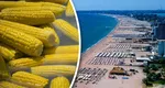 „Porumbul de plajă” a ajuns produs de lux. Cât plătesc turiștii pe litoral pentru un știulete de 1 Mai