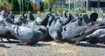 Orașul din România în care locuitorii care hrănesc porumbeii primesc amenzi usturătoare. Păsările, alungate cu laserul