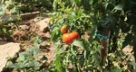 Greșeala care îți poate distruge recolta de roșii. Ce fac greșit cei mai mulți oameni chiar înainte de plantare