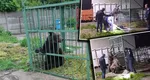 Urs capturat în curtea Şcolii de Poliţie de la Câmpina. Prezența mamiferului fusese semnalată în mod repetat în zona respectivă