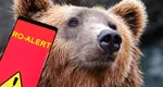 Mesaj RO-ALERT de 1 Mai în Piatra Neamț, după apariția unui urs. Locuitorii au fost sfătuiți să rămână în case