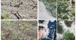 Grindina a făcut prăpăd în județul Vrancea. Sute de hectare cu viță-de-vie au fost distruse