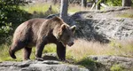 Ursul care a atacat un turist elvețian pe Transfăgărășan a fost împușcat