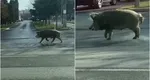 Ro-Alert în Pipera. Un porc mistreţ a fost văzut lângă o şcoală. Persoanele sunt sfătuite să evite zona