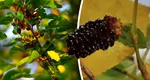 Beneficiile ascunse ale dudelor. Chiar dacă sunt pline de vitamine, trebuie consumate cu precauție de anumite persoane