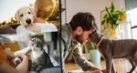 Amenzi pentru românii care au animale de companie la bloc. Ce oraș din România permite doar doi câini sau două pisici într-un apartament