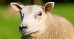 Interdicția pentru exportul de ovine și caprine din România, prelungită. Care este noul termen stabilit de Comisia Europeană