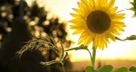 Solstiţiul de vară 2026. Când are loc fenomenul care marchează începutul verii astronomice și cea mai lungă zi din an