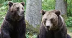 RO-Alert în cascadă din cauza urșilor. Românii sunt terorizați de animalele sălbatice, zeci de apeluri au fost date la 112
