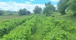 Locuri de muncă în Europa. Meseria pentru care poți câștiga 50 de euro pe zi, cazare și mese asigurate