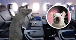 Un șobolan s-a „îmbarcat” într-un avion care zbura din Los Angeles la New York. Cum a ajuns rozătoarea la bordul aeronavei
