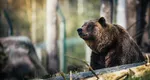 VIDEO Grănicer cu blană! Un ucrainean a vrut să intre ilegal în România, dar a dat nas în nas cu o ursoaică flămândă. Cum a reușit să scape cu viață