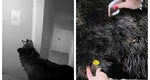 Ursul care a stârnit panică după ce a intrat într-un hotel din Poiana Brașov a fost împușcat. Animalul fusese relocat, însă a revenit în zonă