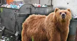 Un urs a fost împușcat după ce a fost găsit în continerul de gunoi al unui spital din Brașov