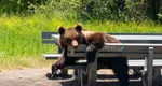 VIRALUL ZILEI: Un urs plictisit şi, probabil, flămând, s-a aşezat la masa de picnic VIDEO