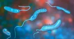 Ce este bacteria Vibrio, supranumită „bacteria mâncătoare de carne”. Se răspândește cu rapiditate pe litoral