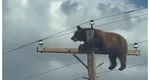 Un urs a murit electrocutat după ce a rămas blocat în vârful unui stâlp de electricitate VIDEO