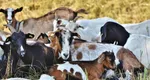 Carantină națională timp de 30 de zile pentru oi și capre. Ce interdicții au primit crescătorii de ovine și caprine