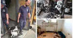Peste 100 de pisici, ridicate dintr-un apartament din București. ASPA: unele au probleme de sănătate. Nu a fost uşor să fie relocate