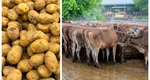 Drama unui fermier învins de prăbușirea prețurilor. Producția de cartofi, transformată în hrană pentru vite! ”E sfâșietor să vezi că toată munca nu valorează nimic”
