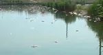 Imagini de coșmar pe litoral! Tone de pești morți în lacul Corbu și plaje îngropate în alge