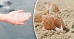 Ce trebuie să faci dacă te tai într-o scoică sau te înțeapă o meduză pe plajă. Un medic explică pașii care îți pot salva vacanța