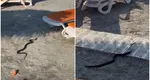 VIDEO Panică la malul mării! Un șarpe de 1,5 metri a fost filmat pe o plajă din stațiunea Venus. Turiștii au apelat la 112