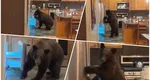 Un urs este suspectat că a spart mai multe case din Japonia. Animalul intră în case, golește frigiderele și revine la aceleași adrese