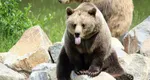 Încă un urs împușcat în Brașov. Animalul sălbatic fusese alungat în repetate rânduri din zona unui hotel
