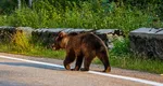 Mesaj RO-ALERT după apariția unui urs în zona Șopa din Șelimbăr, lângă Sibiu