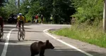 Imagini incredibile. Un urs le-a tăiat calea cicliştilor în Turul Sibiului VIDEO