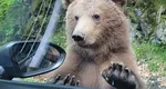 Amenzi uriașe pentru turiștii care hrănesc urșii pe Transfăgărășan. Sumele au depășit 100.000 de lei