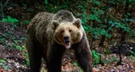 Ursoaica eutanasiată în Poiana Brașov. Este al 11-lea urs omorât de autoritățile din Brașov de la începutul anului 2026