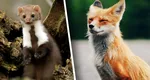 Sibiul a fost năpădit de vulpi și jderi. Primăria angajează o firmă care să scape orașul de animalele sălbatice