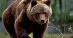 Alertele pentru urşi rivalizează cu cele de vreme rea. Şase turişti au fost încojuraţi de 6 animale flămânde, intervenţie salutară a jandarmilor la Harghita