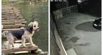 Imagini şocante. Snoopy, căţeluşa mătuşii lui Costin Ştucan, atacată de un lup în propria curte: „N-am văzut în viaţa mea așa ceva”