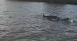 VIDEO Delfinii fac spectacol în Delta Dunării. De ce au migrat din Marea Neagră