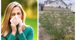 A început sezonul ambroziei. Ce simptome trebuie să ne trimită la alergolog