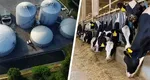 Investiție de 4,5 milioane de euro pentru a transforma gunoiul de grajd de la o fermă din Iași în gaz: „Poate să compenseze pierderile din lapte”
